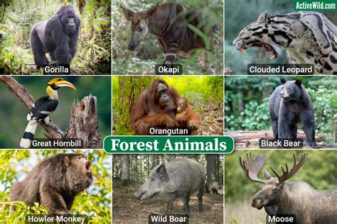 animals in the forest|animals live in forest.